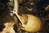 zum Vergrern anklicken